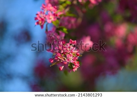 Amazing spring landscape. Beautiful pink purple cherry blossom flowers, close up photography with the symbols of spring. Floral design.