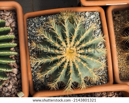 Top view of cactus farm with various cactus type. Cactus have thorn for reduce dehydration so it is succulent plant.