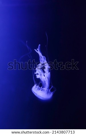 Purple Striped Jellyfish (Pelagia noctiluca) in aquarium glow in dark background