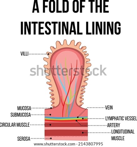 Diagram showing fold of intestinal lining illustration