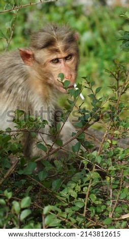 monkey image from Shivagange Bangalore. Tourist places in Karnataka. Animals in India.