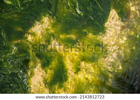 Underwater fish fresh water algae