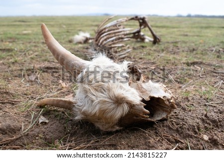 Carrion dead Roe deer in the wild Royalty-Free Stock Photo #2143815227