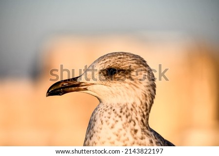 bird on beach, beautiful photo digital picture