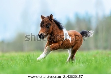 Little pony foal running in the field Royalty-Free Stock Photo #2143830157