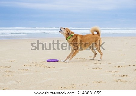 Portrait of a dog on the beach. Dog barks. Travel with a dog. Summer holiday. Royalty-Free Stock Photo #2143831055