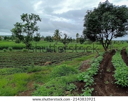 Stock photo of beautiful cultivated agricultural filed surrounded by green trees, dark clouds on background. Picture captured at Kolhapur, Maharashtra, India. Indian rural landscape.