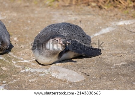 A Humboldt penguin lies on its stomach and basks in the glorious sun. What a beautiful and cute animal.