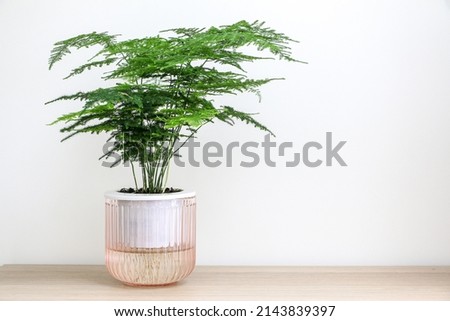 A beautiful Asparagus Setaceus plant (also known as Asparagus Fern) on a wooden surface, decorating the home interior Royalty-Free Stock Photo #2143839397