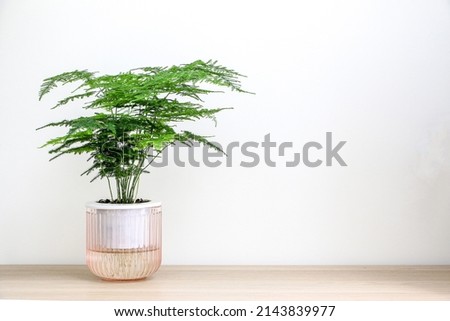 Asparagus Setaceus plant in a clear light pink pot decorates the home