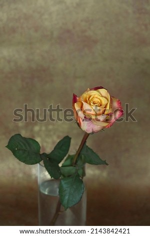 single yellow rose in a vase 