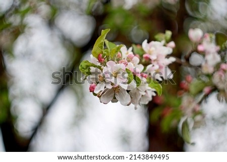 Blossoming apple tree in springtime. Selective focus