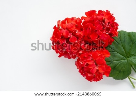 red flower Pelargonium, garden geranium or zonal geranium Flowers on a white background Royalty-Free Stock Photo #2143860065