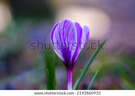 Macro of a spring lilac crocus on a background of green grass. 