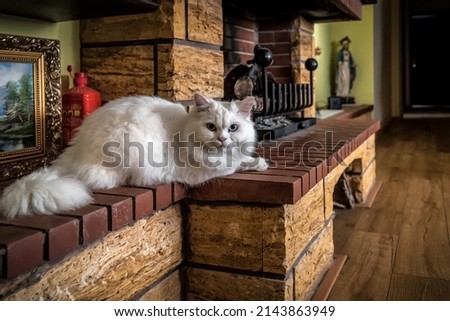 beautiful white cat lying by the fireplace