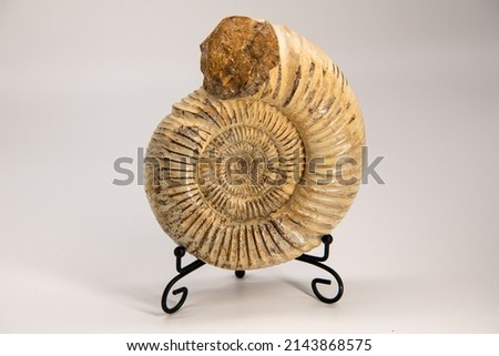 Landscape size close up picture of the real ammonite fossil on the stand as a house decoration on a white background, devonian period, ammonoidea, ammonoid, prehistoric era, history, archeology 