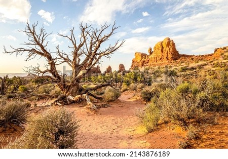 A dry tree in the desert of the canyon. Canyon desert dea dry tree. Sandstone canyon desert scene. Sandstone canyon desert landscape Royalty-Free Stock Photo #2143876189