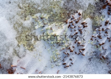 The frozen winter tundra in the Arctic. Moss, lichen and small plants among snow and ice in permafrost. Wild plants of polar Siberia. The texture of the surface of snowy ground. Natural background.