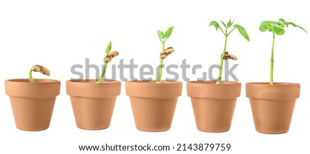 a sequence of bean plants sprouting in ceramic pots isolated on a white background  Royalty-Free Stock Photo #2143879759