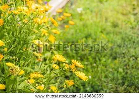 Yellow calendula in summer garden, background of green grass and leaves. Medicinal plants for preparation of infusion from petals. Spring flower bed