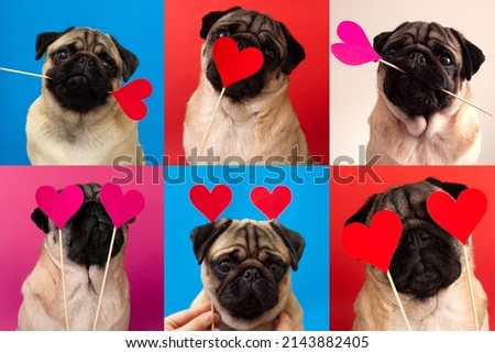 Art collage made of funny pug dogs on multicolored background. Valentine's day love concept.