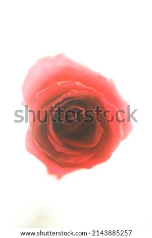 Abstract rosebud, soft focus in the background, blurring and distortion, beautiful background with a flower