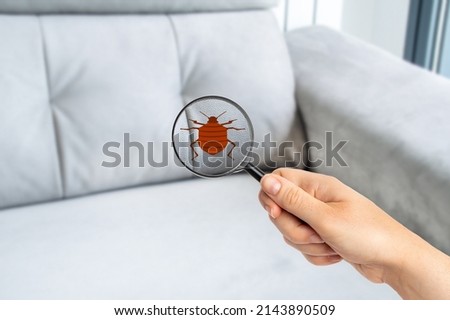 Hand woman with magnifying glass detecting bugs in couch at home