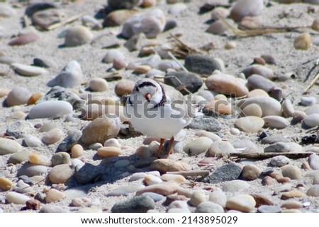 A cute little Piping Plover bird that is walking along the rocky, wet shoreline looking for food to eat. The tiny bird is an endangered species with thin, black rings around its neck.