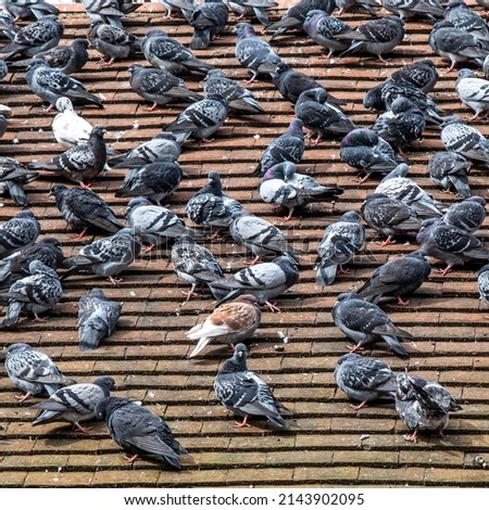 Kingston Upon Thames London UK, April 07 2022, Flock Of Wild Pigeons Sitting On A Town Centre Roof Top With No People