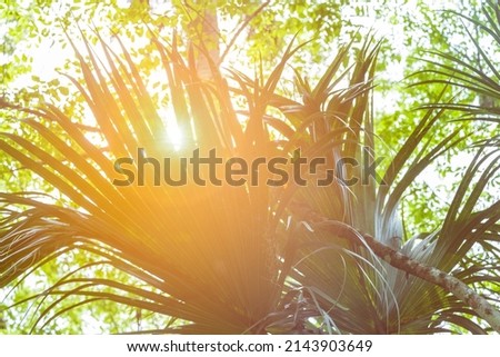 sun rays through palm leaves