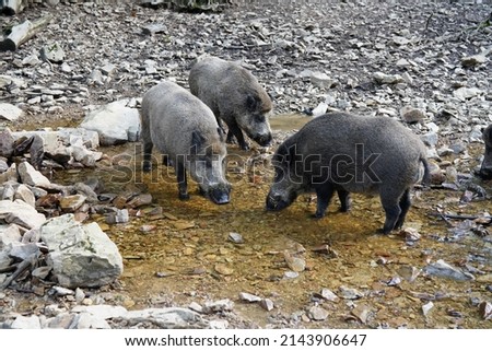 Boar family drinking in a river in a forest