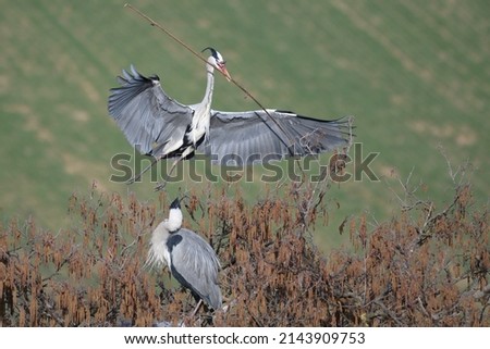 The grey heron Ardea cinerea is a long-legged wading bird of the heron family, Ardeidae, native throughout temperate Europe and Asia and also parts of Africa. Preparing the nest.
