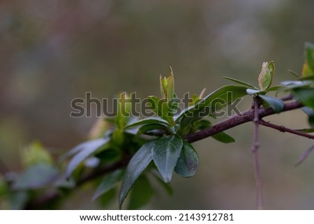 spring background thin spring twigs with young fresh tree buds , spring mood