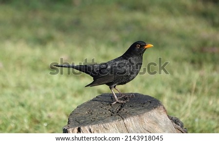 A selective focus profile shot of a male blackbird perching on a tree stump against a blurry green background.