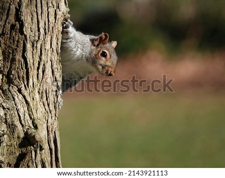An adorable selective focus image of a grey squirrel peeking around the side of a tree trunk against a defocused background.