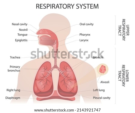 Diagram of the respiratory system. The respiratory tract medical vector illustration on white background. Royalty-Free Stock Photo #2143921747