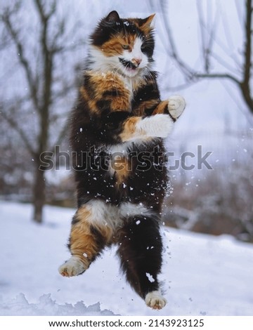 A cat playing in the snow.