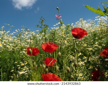 wild growing red corn poppy and white chamomile