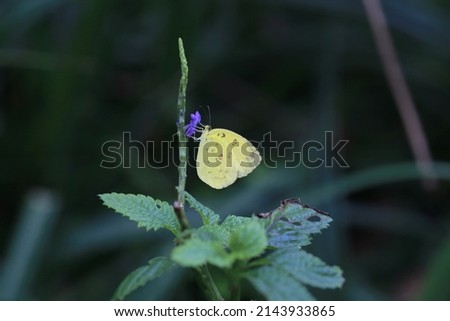 Close-up photo of butterfly with yellow wings in the woods
