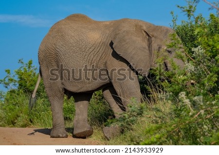Elephant in the nature reserve Hluhluwe National Park South Africa