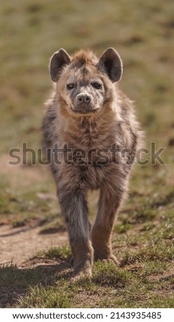 Portrait of Spotted hyena in zoo