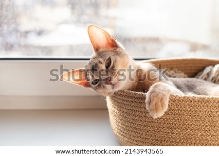 Cute abyssinian blue cat lying in jute bed on a windowsill. Calm four month old kitten enjoying sun. Pets care. World cat day. Image for websites about cats. Selective focus.