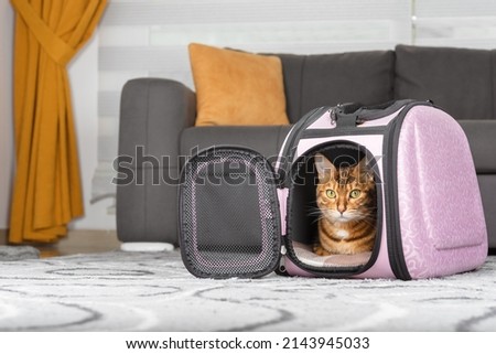 The cat lies inside the carrier on the carpet in the living room. Royalty-Free Stock Photo #2143945033
