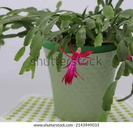 Photo of Christmas Cactus with white background