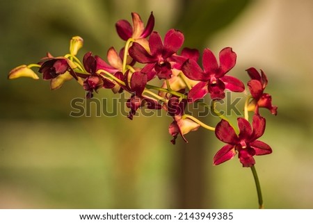Orchid flower is beautiful in the garden.