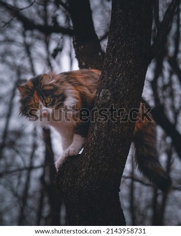A Siberian cat in a tree.