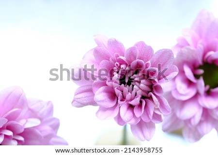 macro photo shoot for pink daisies or know as aster ,  with pink and white background.