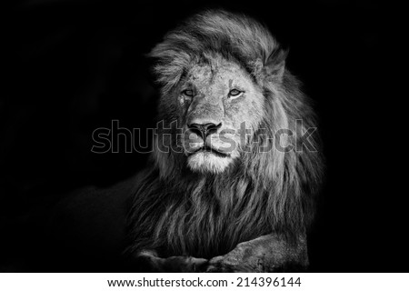 Beautiful Lion Romeo 2 in Masai Mara, Kenya Royalty-Free Stock Photo #214396144