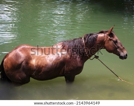 Horse in the river. Horse walking in water