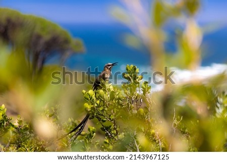 Singing Bird at the Table Mountain National Park, Cape Town, South Africa  Royalty-Free Stock Photo #2143967125